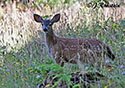 Odocoileus hemionus